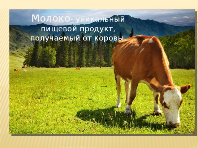Молоко - уникальный пищевой продукт, получаемый от коровы. 