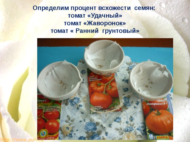 Определим процент всхожести семян:  томат «Удачный»  томат «Жаворонок»  томат « Ранний грунтовый»    
