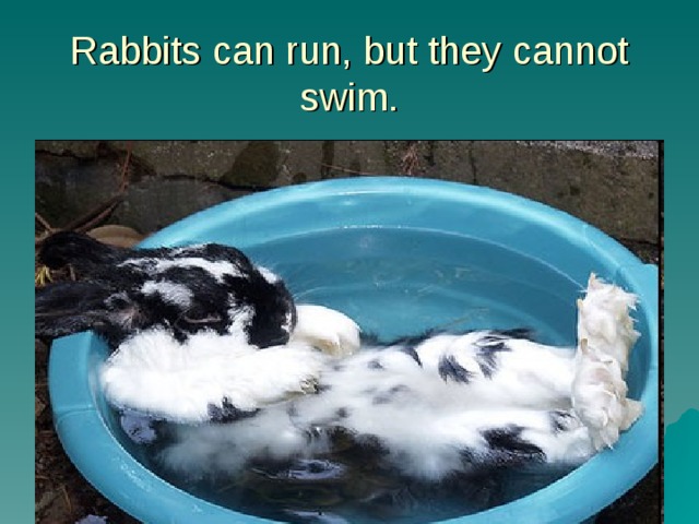 Crawl spider fly bird jump rabbit swim. Ducks can Swim but they can't Run Rabbits can skip Текс на агли. Rabbit can't Swim picture. They can't Swim. Ducks can Swim but they can't Run Rabbits can skip текст на английском.