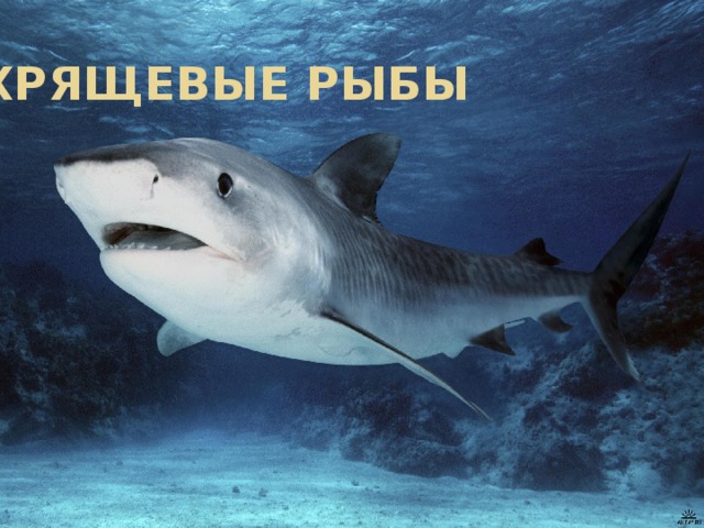 Хрящевые рыбы 