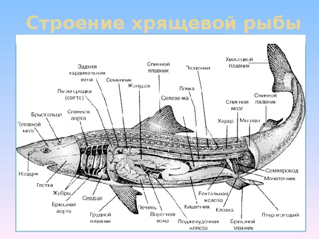 Хрящевые рыбы презентация