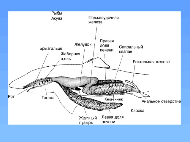 Спиральный клапан у рыб