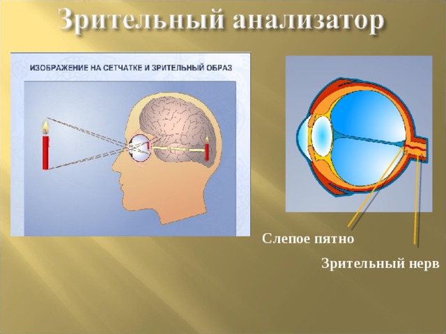  Зрительный анализатор состоит из трех частей: рецепторы сетчатки глаза , зрительный нерв , зрительная зона коры больших полушарий головного мозга. рецепторы сетчатки глаза , зрительный нерв , зрительная зона коры больших полушарий головного мозга. Зрительная  зона коры Зрительный нерв Рецепторы сетчатки 