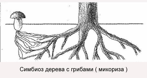 Симбиоз белого гриба с деревьями. Микориза на корнях схема. Микориза грибов схема. Симбиоз грибницы с корнем дерева. Шляпочные грибы микориза.