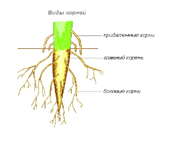 Виды корней рисунок