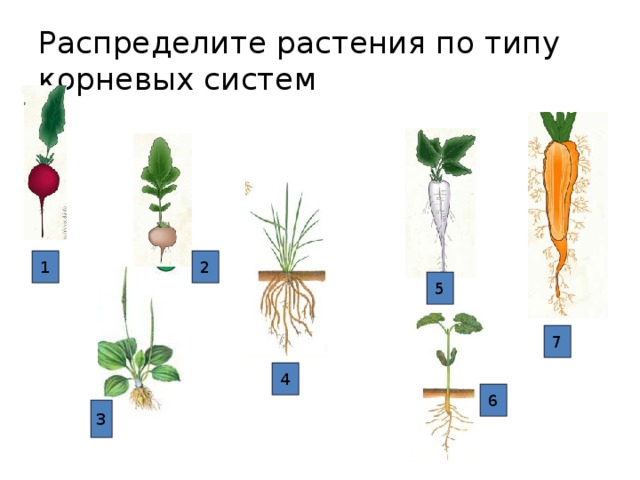 Растение пример системы. Растения с разными корневыми системами. Типы корневых систем примеры. Типы корневых систем у растений примеры. Распределите растения по типу корневых систем.