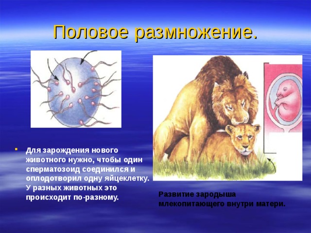 Презентация размножение человека