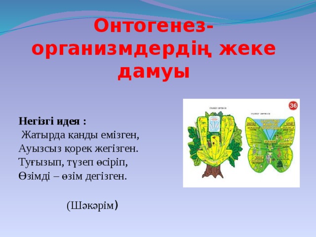 Алматыдағы жезөкшелер денелерді сатады