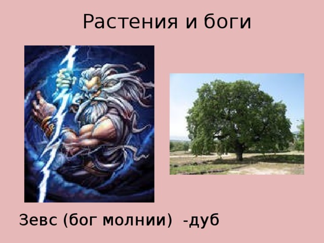 Растения и боги Зевс (бог молнии) -дуб 