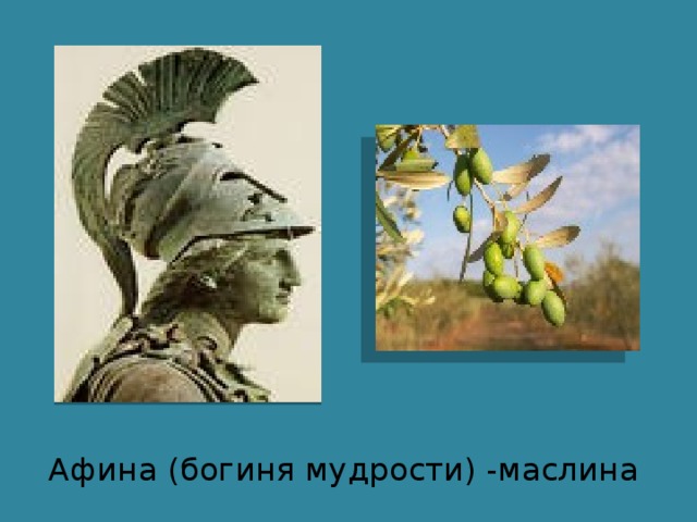 Афина (богиня мудрости) -маслина 