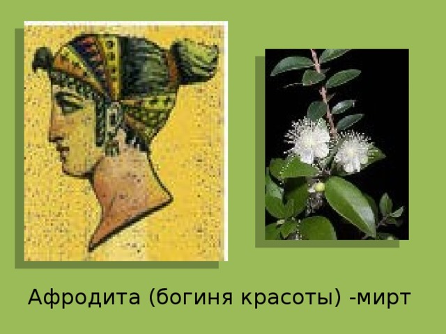 Афродита (богиня красоты) -мирт 
