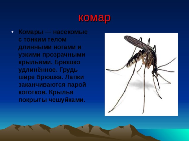 комар Комары — насекомые с тонким телом длинными ногами и узкими прозрачными крыльями. Брюшко удлинённое. Грудь шире брюшка. Лапки заканчиваются парой коготков. Крылья покрыты чешуйками.    