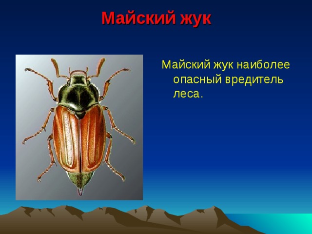 Майский жук   Майский жук наиболее опасный вредитель леса. 