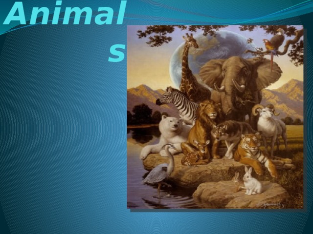 Animals 
