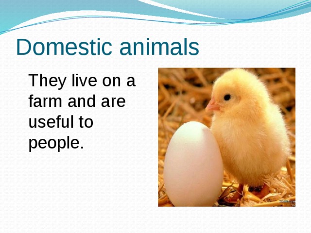 Domestic animals  They live on a farm and are useful to people. 