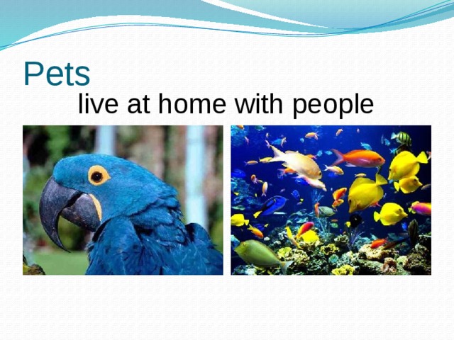 Pets live at home with people 