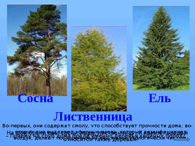 Таблица ель сосна. Местообитание сосны и ели. Сравни ель и лиственница. Места обитания сосна ель лиственница. Места обитания сосны ели и лиственницы.