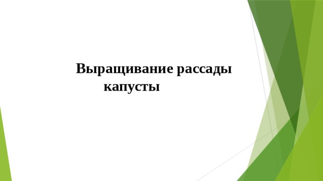  Выращивание рассады капусты 