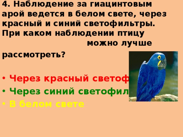 4.  Наблюдение за гиацинтовым арой ведется в белом свете, через красный и синий светофильтры. При каком наблюдении птицу можно лучше рассмотреть?