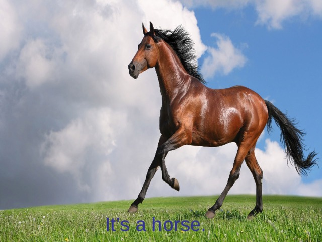 It’s a horse.