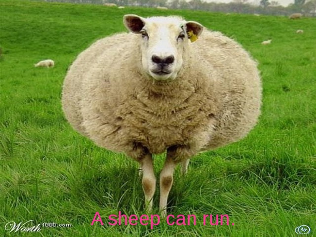 A sheep can run.