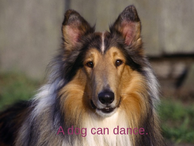 A dog can dance.