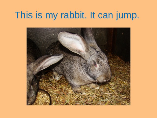 This is my rabbit. It can jump.