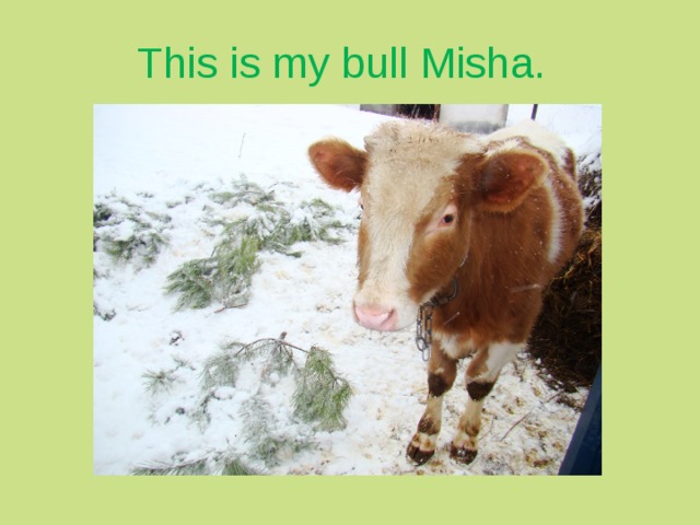 This is my bull Misha.