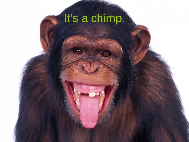It’s a chimp.