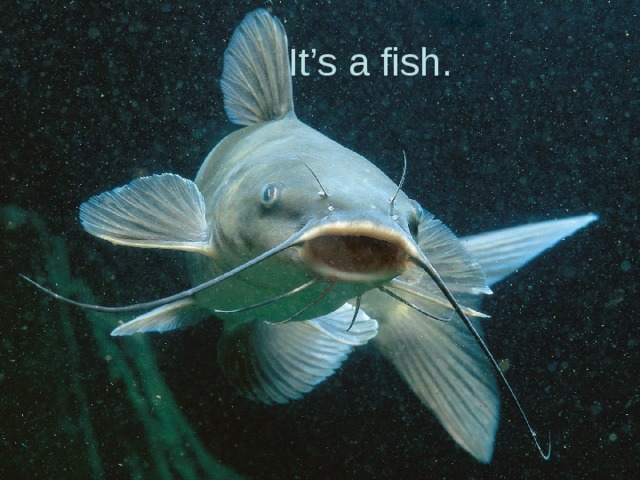 It’s a fish.