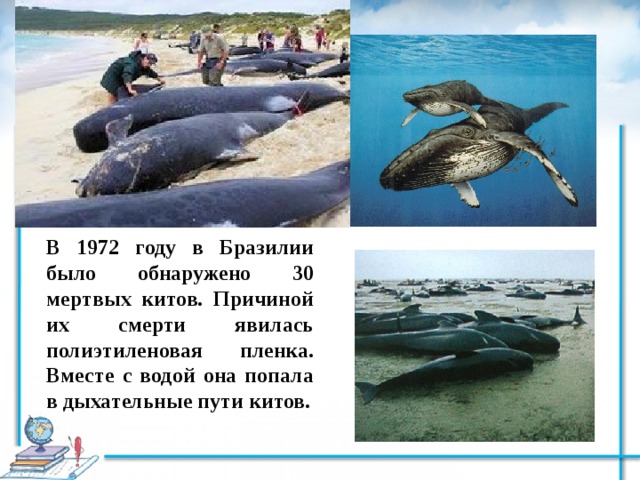 В 1972 году в Бразилии было обнаружено 30 мертвых китов. Причиной их смерти явилась полиэтиленовая пленка. Вместе с водой она попала в дыхательные пути китов. 