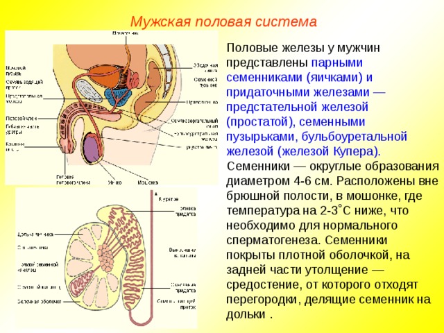 Мужская половая система Половые железы у мужчин представлены парными семенниками (яичками) и придаточными железами — предстательной железой (простатой), семенными пузырьками, бульбоуретальной железой (железой Купера). Семенники — округлые образования диаметром 4-6 см. Расположены вне брюшной полости, в мошонке, где температура на 2-3˚С ниже, что необходимо для нормального сперматогенеза. Семенники покрыты плотной оболочкой, на задней части утолщение — средостение, от которого отходят перегородки, делящие семенник на дольки .  