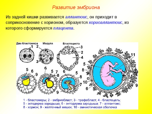 Развитие эмбриона Из задней кишки развивается аллантоис , он приходит в соприкосновение с хорионом, образуется хориоаллантоис , из которого сформируется плацента .  
