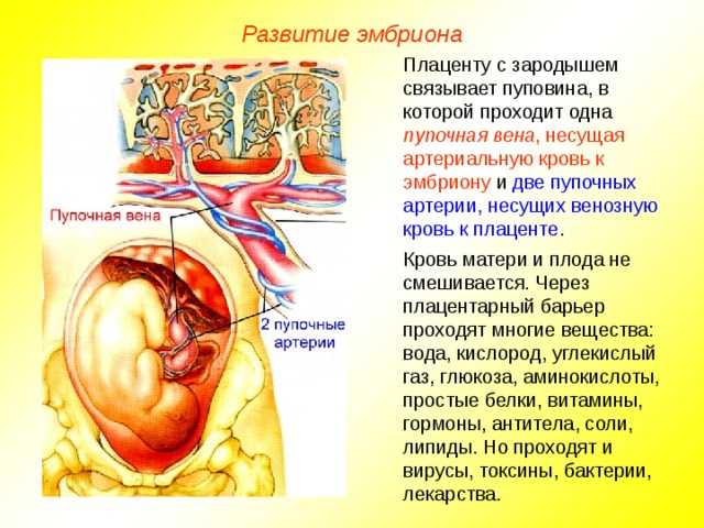 Развитие эмбриона Плаценту с зародышем связывает пуповина, в которой проходит одна пупочная вена , несущая артериальную кровь к эмбриону и две пупочных артерии, несущих венозную кровь к плаценте . Кровь матери и плода не смешивается. Через плацентарный барьер проходят многие вещества: вода, кислород, углекислый газ, глюкоза, аминокислоты, простые белки, витамины, гормоны, антитела, соли, липиды. Но проходят и вирусы, токсины, бактерии, лекарства.  