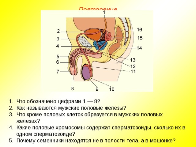 Повторение Что обозначено цифрами 1 — 8? Как называются мужские половые железы? Что кроме половых клеток образуется в мужских половых железах? Какие половые хромосомы содержат сперматозоиды, сколько их в одном сперматозоиде? Почему семенники находятся не в полости тела, а в мошонке? 