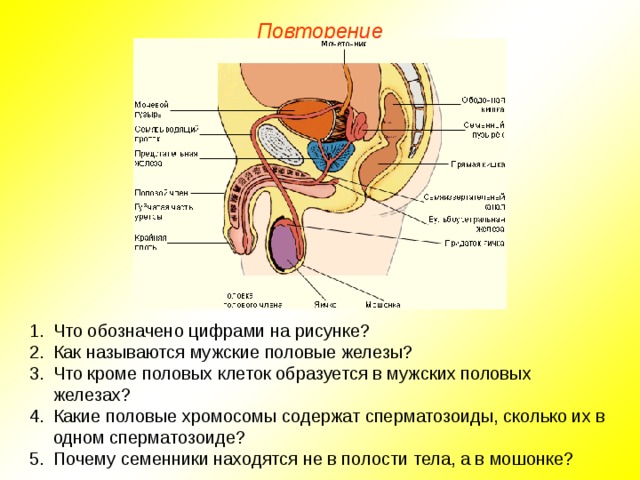 Повторение Что обозначено цифрами на рисунке? Как называются мужские половые железы? Что кроме половых клеток образуется в мужских половых железах? Какие половые хромосомы содержат сперматозоиды, сколько их в одном сперматозоиде? Почему семенники находятся не в полости тела, а в мошонке? 