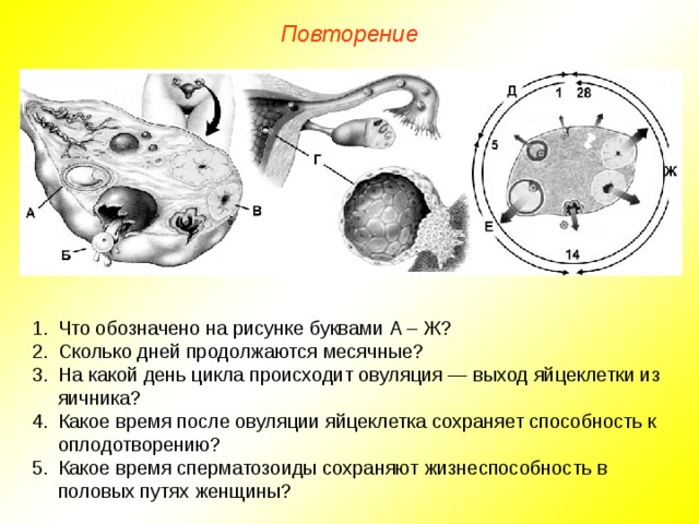 Повторение Что обозначено на рисунке буквами А – Ж? Сколько дней продолжаются месячные? На какой день цикла происходит овуляция — выход яйцеклетки из яичника? Какое время после овуляции яйцеклетка сохраняет способность к оплодотворению? Какое время сперматозоиды сохраняют жизнеспособность в половых путях женщины? 