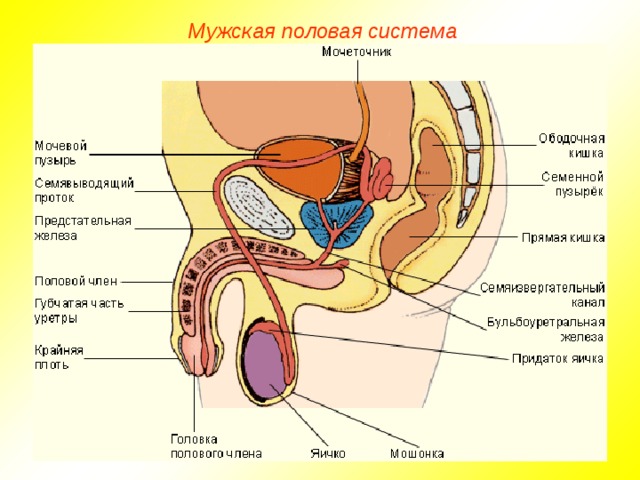 Мужская половая система  