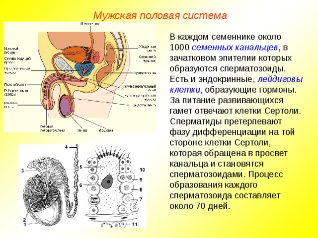 Мужская половая система В каждом семеннике около 1000 семенных канальцев , в зачатковом эпителии которых образуются сперматозоиды. Есть и эндокринные, лейдиговы клетки , образующие гормоны. За питание развивающихся гамет отвечают клетки Сертоли. Сперматиды претерпевают фазу дифференциации на той стороне клетки Сертоли, которая обращена в просвет канальца и становятся сперматозоидами. Процесс образования каждого сперматозоида составляет около 70 дней.  