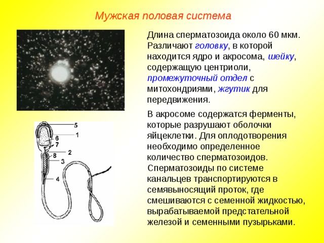 Мужская половая система Длина сперматозоида около 60 мкм. Различают головку , в которой находится ядро и акросома, шейку , содержащую центриоли, промежуточный отдел с митохондриями, жгутик для передвижения. В акросоме содержатся ферменты, которые разрушают оболочки яйцеклетки. Для оплодотворения необходимо определенное количество сперматозоидов. Сперматозоиды по системе канальцев транспортируются в семявыносящий проток, где смешиваются с семенной жидкостью, вырабатываемой предстательной железой и семенными пузырьками.  