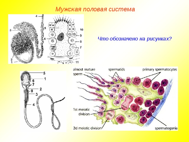 Мужская половая система Что обозначено на рисунках? 