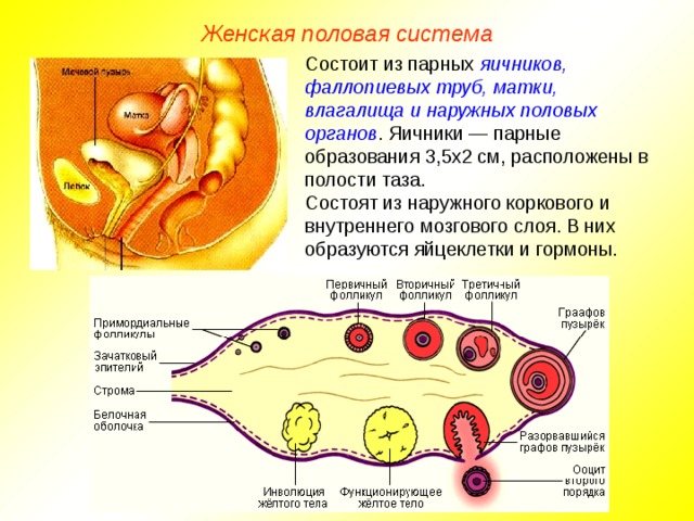 Женская половая система Состоит из парных яичников, фаллопиевых труб, матки, влагалища и наружных половых органов . Яичники — парные образования 3,5х2 см, расположены в полости таза. Состоят из наружного коркового и внутреннего мозгового слоя. В них образуются яйцеклетки и гормоны.  