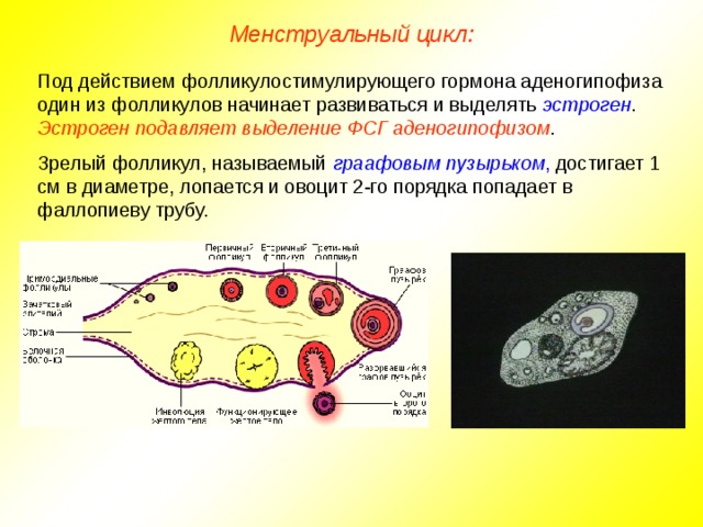 Менструальный цикл: Под действием фолликулостимулирующего гормона аденогипофиза один из фолликулов начинает развиваться и выделять эстроген . Эстроген подавляет выделение ФСГ аденогипофизом . Зрелый фолликул, называемый граафовым пузырьком , достигает 1 см в диаметре, лопается и овоцит 2-го порядка попадает в фаллопиеву трубу.  