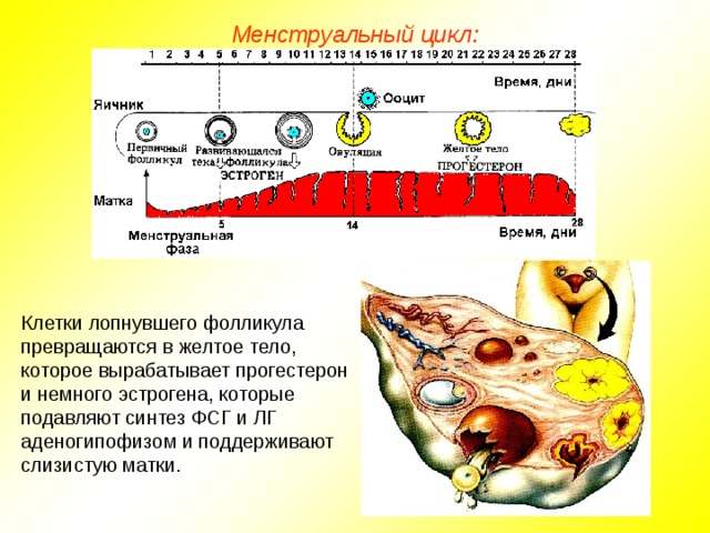 Менструальный цикл: Клетки лопнувшего фолликула превращаются в желтое тело, которое вырабатывает прогестерон и немного эстрогена, которые подавляют синтез ФСГ и ЛГ аденогипофизом и поддерживают слизистую матки.  