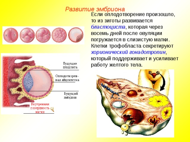 Развитие эмбриона Если оплодотворение произошло, то из зиготы развивается бластоциста , которая через восемь дней после овуляции погружается в слизистую матки. Клетки трофобласта секретируют хорионический гонадотропин , который поддерживает и усиливает работу желтого тела.  