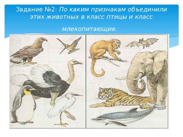 Задание №2: По каким признакам объединили этих животных в класс птицы и класс млекопитающие.  