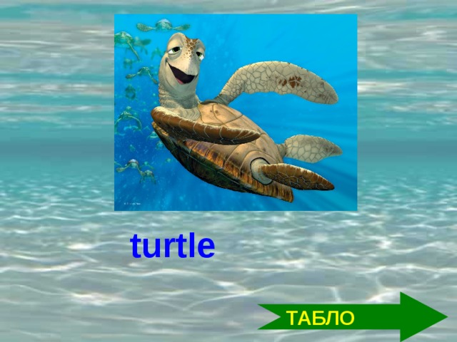 turtle ТАБЛО