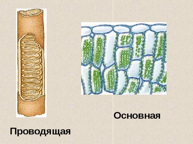 Основная Проводящая 