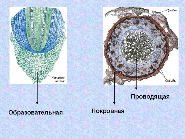 Проводящая Покровная Образовательная 