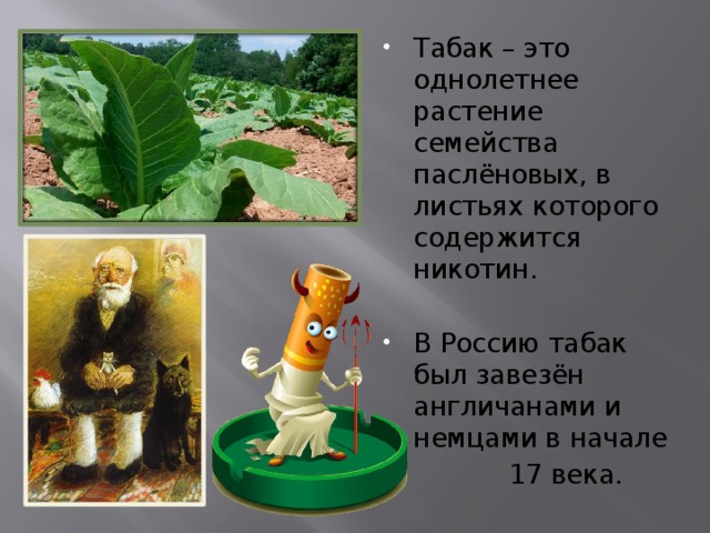 Табак – это однолетнее растение семейства паслёновых, в листьях которого содержится никотин. В Россию табак был завезён англичанами и немцами в начале  17 века. 